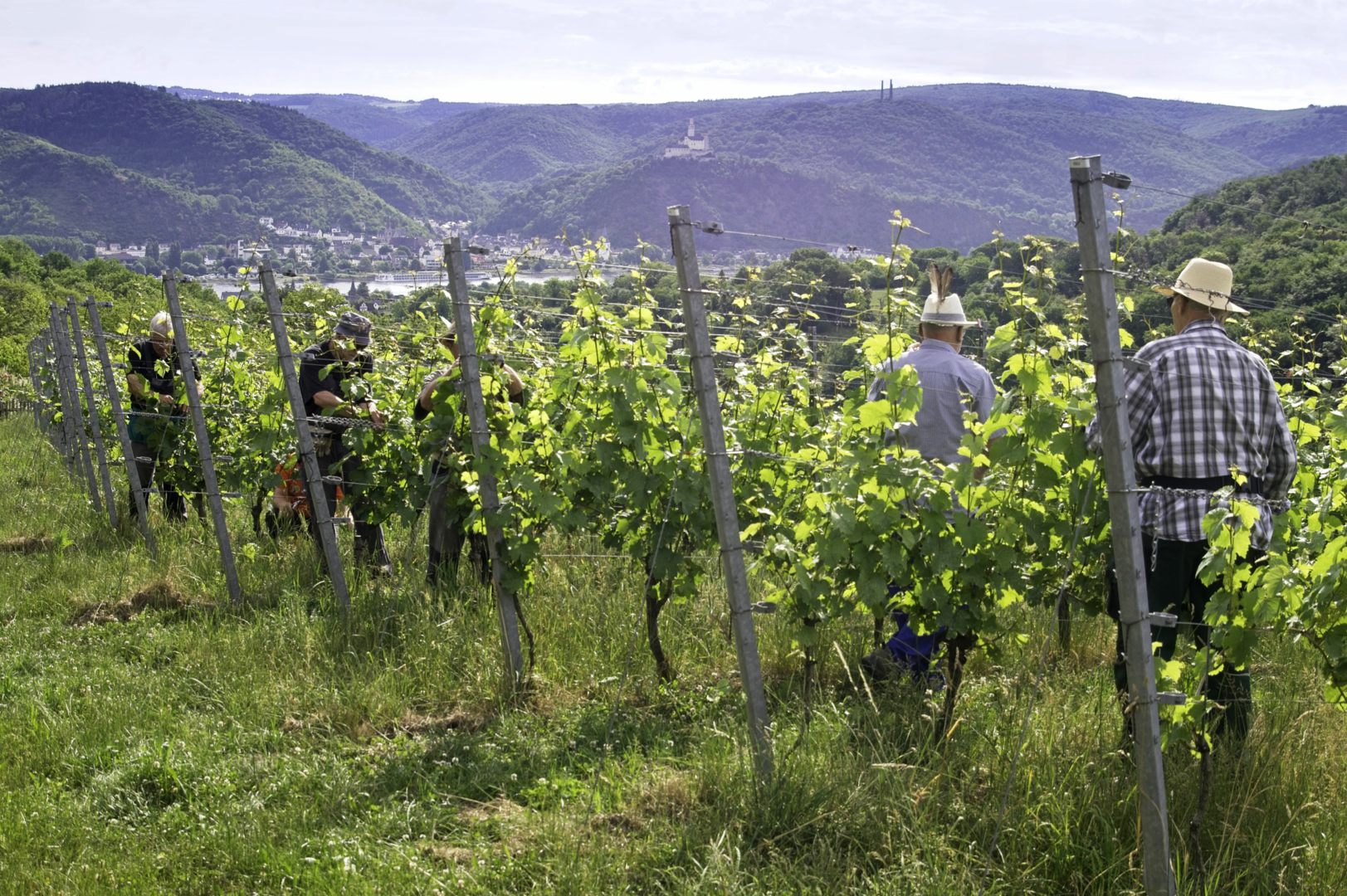 Unsere Weine - Breyer Hämmchen