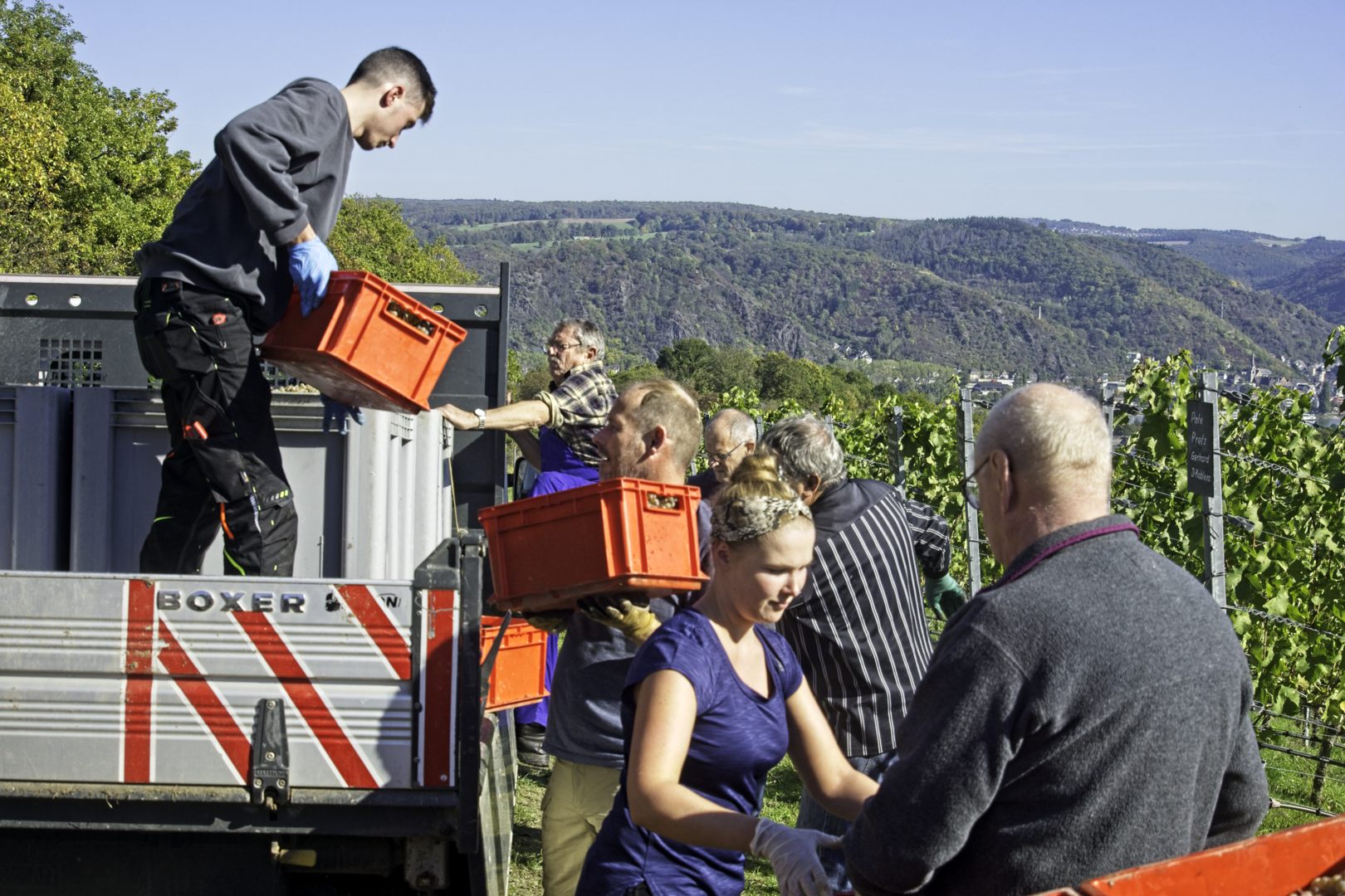 Unser Weinberg Breyer Hämmchen